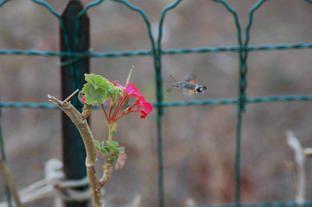 Macroglossum stellatarum